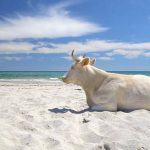 2024.09.01-Berchida-Spiagge-Mare-05